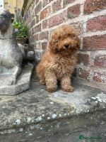 Toy Poodle dogs - Advert 4