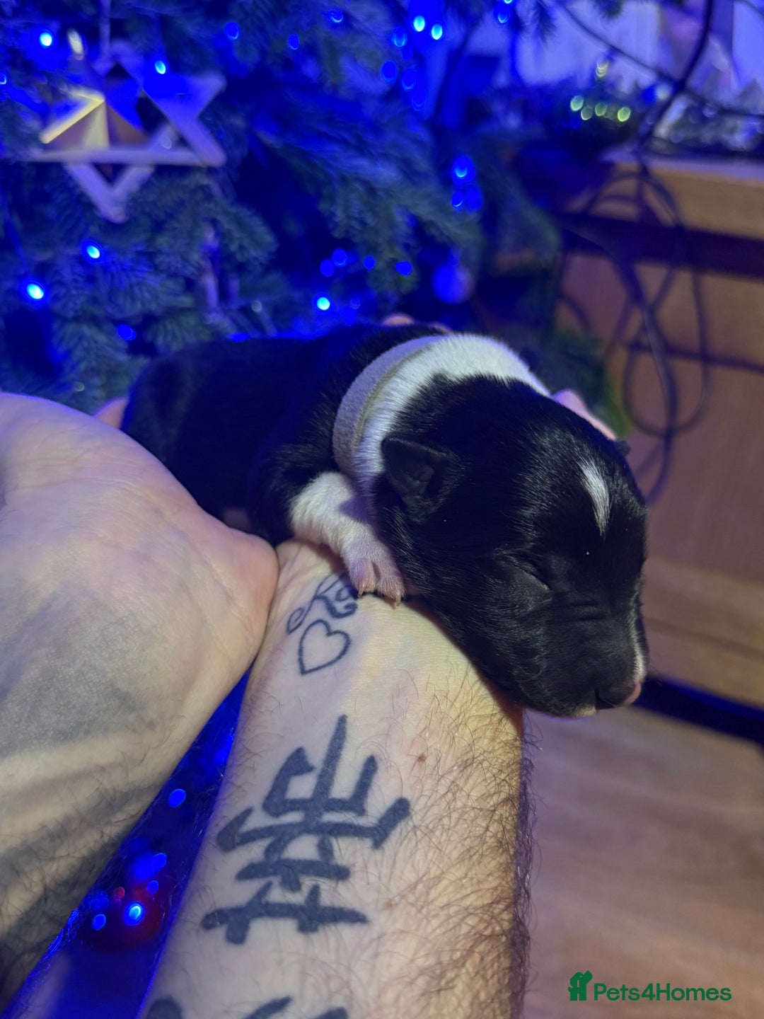 Border Collie dogs for sale: Family-Raised Border Collie Pups - Advert 8