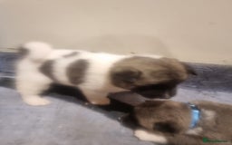 Akita dogs for sale: Akita puppies ready 7th December - Advert 8