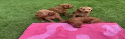Cockapoo dogs for sale: 7 beautiful Cockapoo - Advert 30
