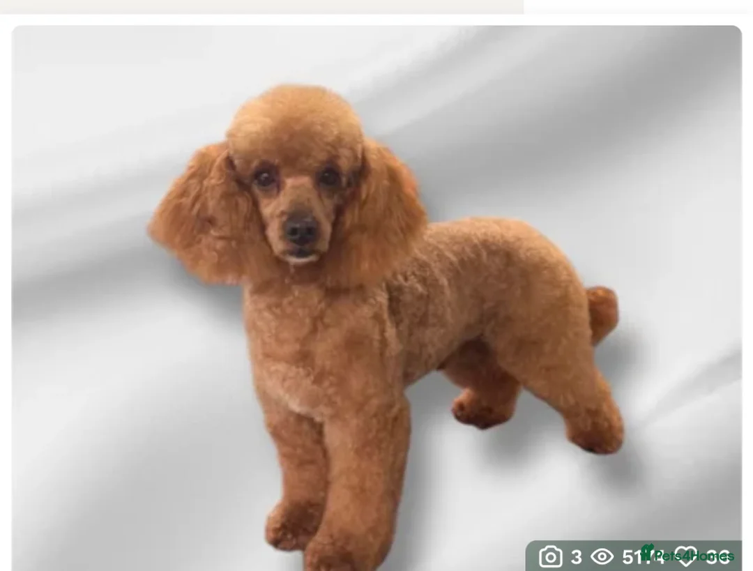 Maltipoo dogs for sale: Teddy Bear F1 Maltipoo - Advert 4