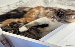 Exotic cats for sale: Paloma is an exotic with a longer nose - Image 9