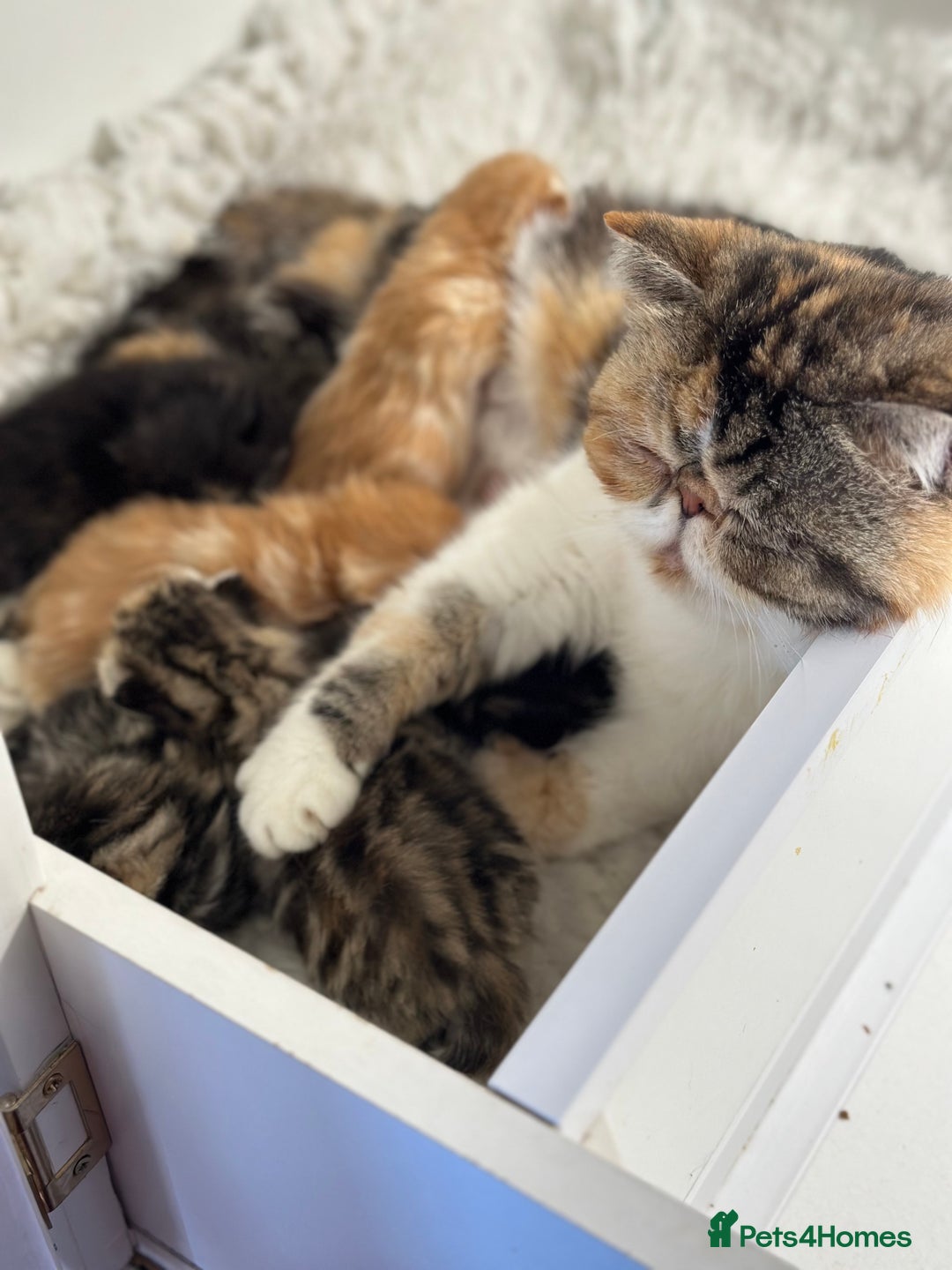 Exotic cats for sale: Paloma is an exotic with a longer nose - Image 9