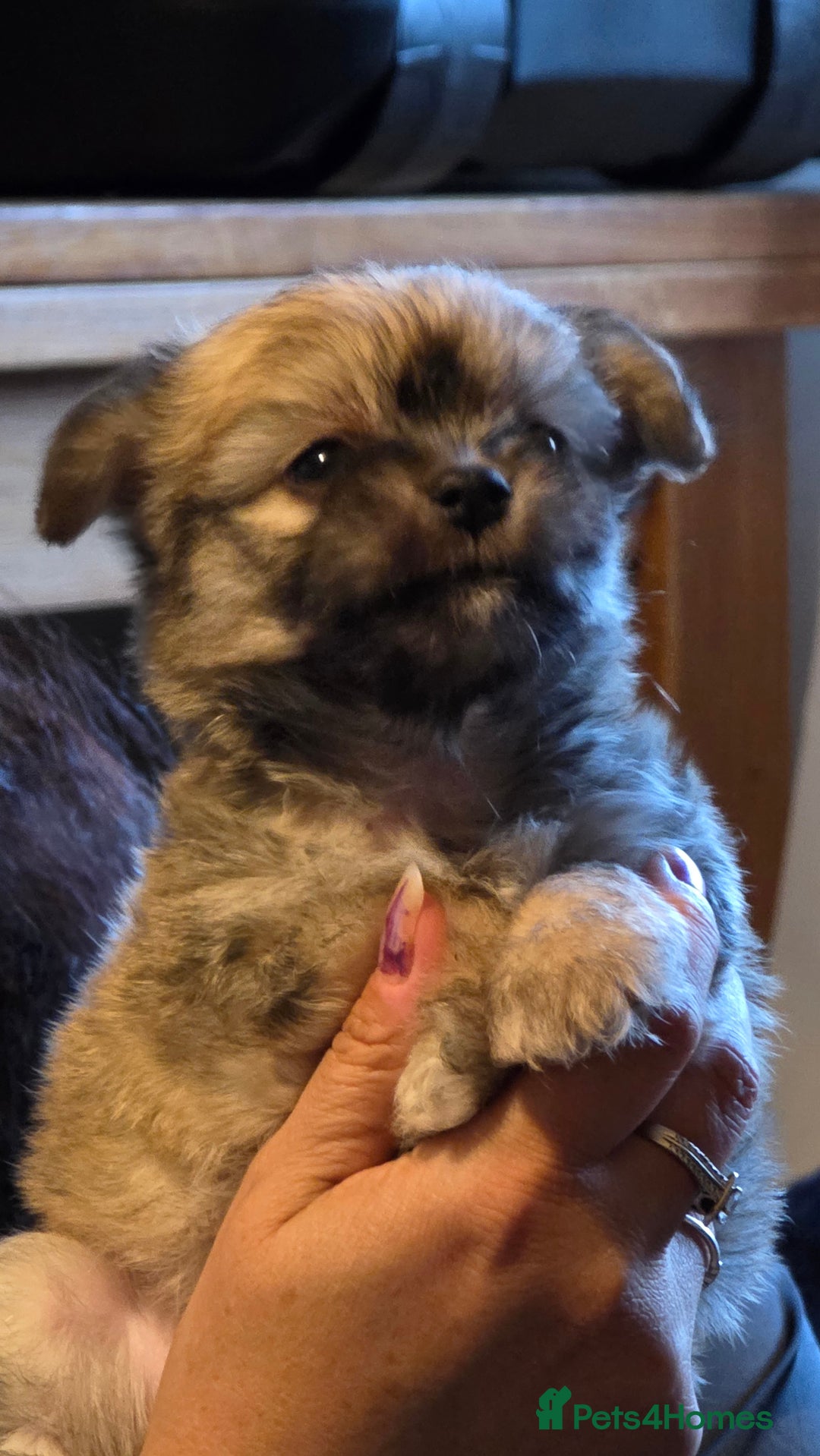Mixed Breed dogs for sale: 3 cute lil Chihuahua X Chinese Crested puppies - Image 3