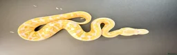 Python Snake reptiles for sale: 0.1 GHI Leo Candy 66% het Pied  - Advert 7