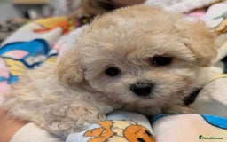 Maltipoo dogs for sale: 2 tiny maltipoo girls left DNA Tested - Image 1