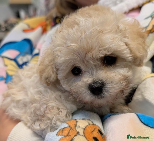 Maltipoo dogs - Advert 1