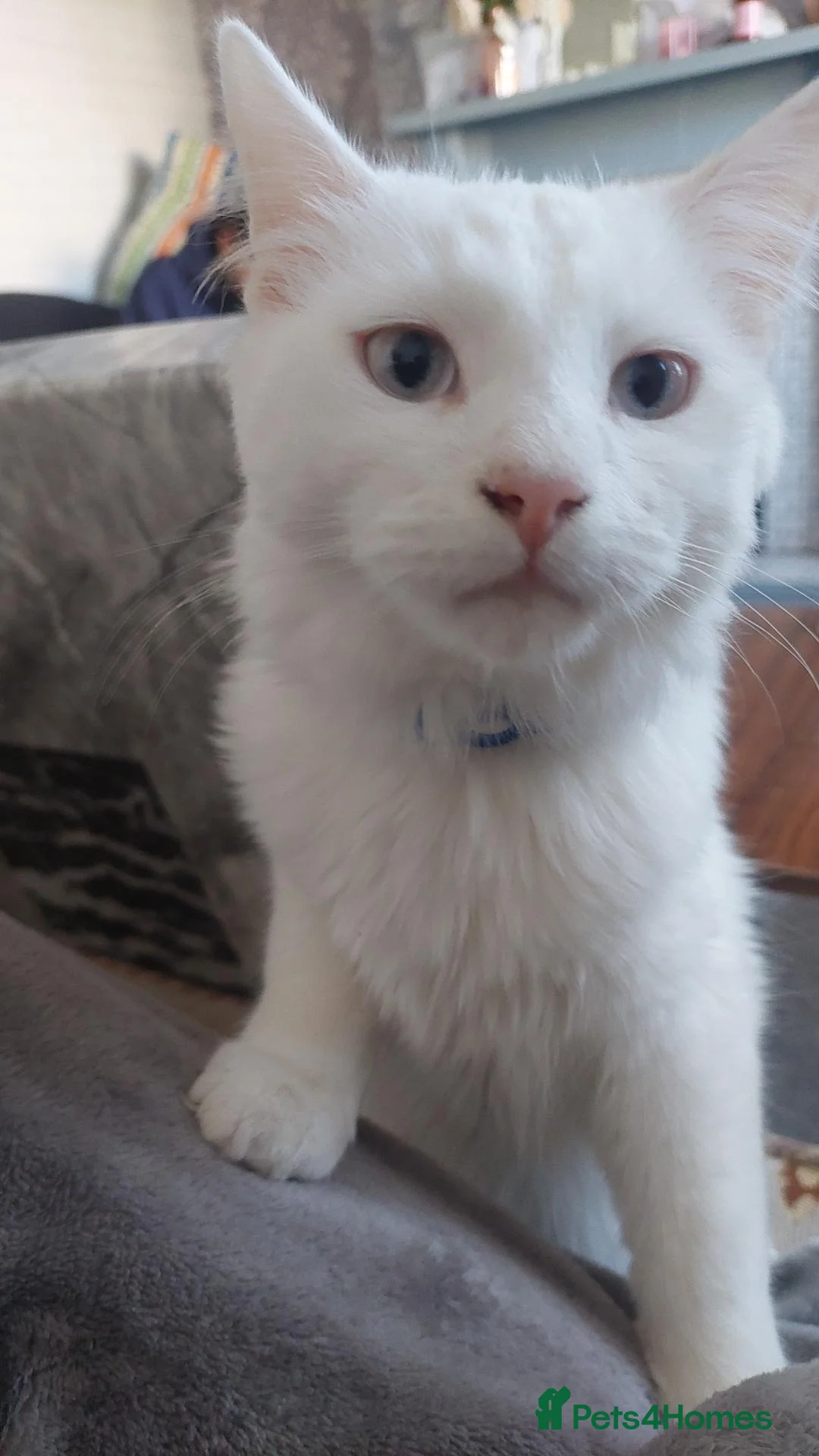 Turkish Angora cats for sale: Beautiful male for sale - Advert 2