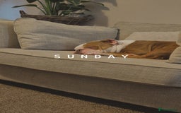 English Bulldog dogs for sale: English bulldog male - Image 3