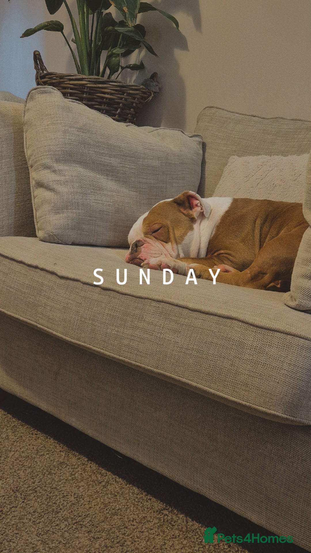 English Bulldog dogs for sale: English bulldog male - Image 3