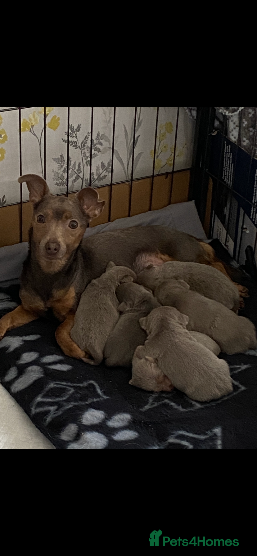 Jack Russell dogs Much Wenlock Jack Russell Puppies - Advert 5