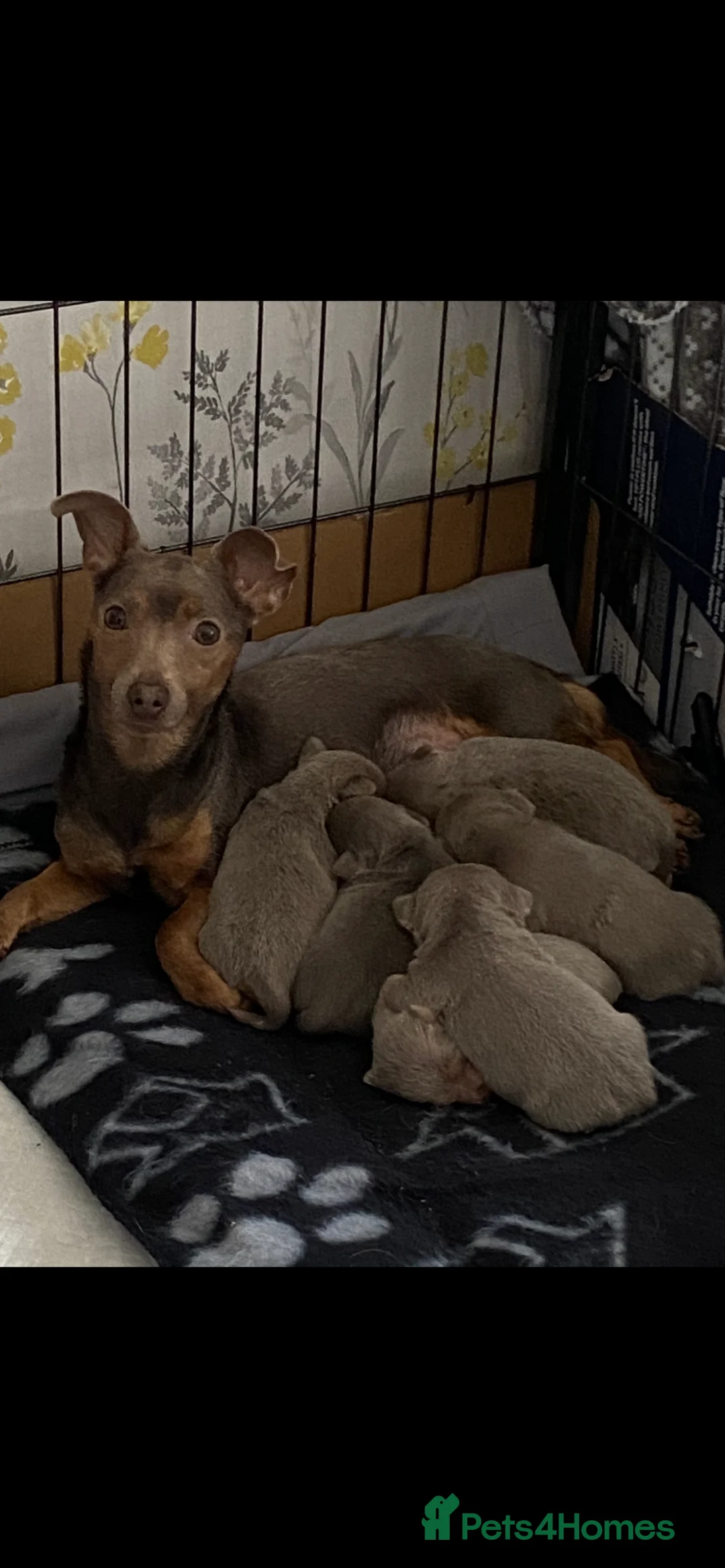 Jack Russell dogs for sale: Much Wenlock Jack Russell Puppies - Advert 1