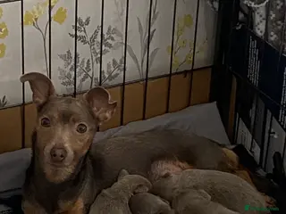 Jack Russell dogs Much Wenlock Jack Russell Puppies - Advert 5