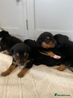 Mixed Breed dogs 🐶 Huntaway x Border Collie Puppies 🐶 - Advert 4