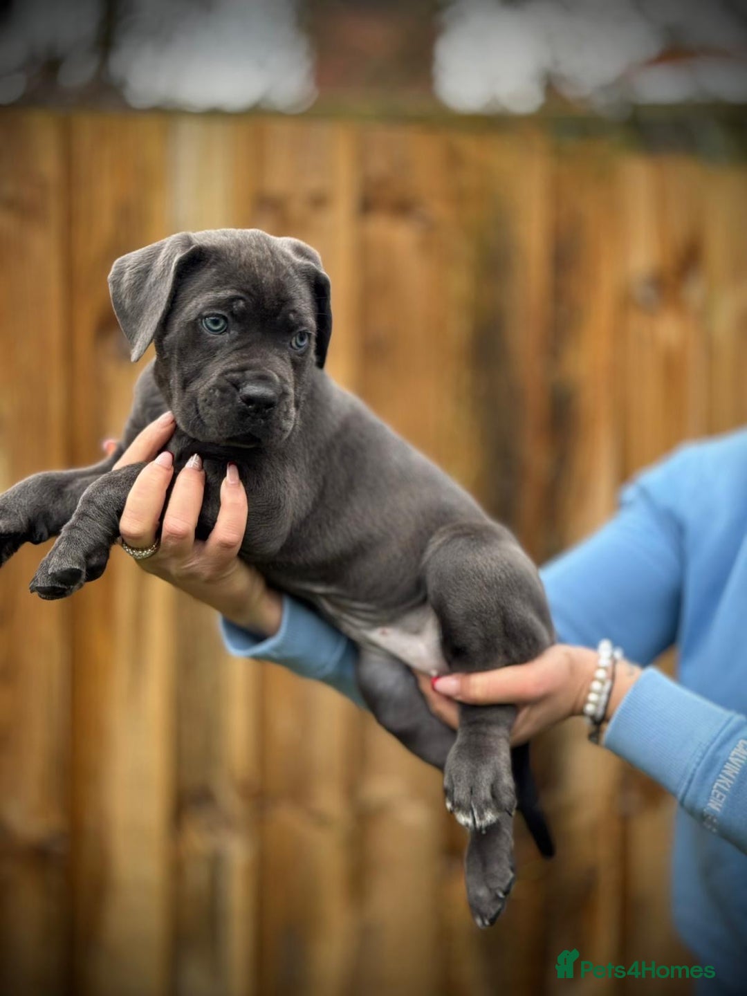 Cane Corso dogs for sale: Balestra Magica Corso IKC/FCI  - Advert 10