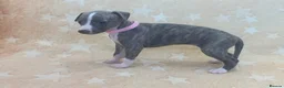 Whippet dogs for sale: Top quality KC registered Whippet pups - Advert 2