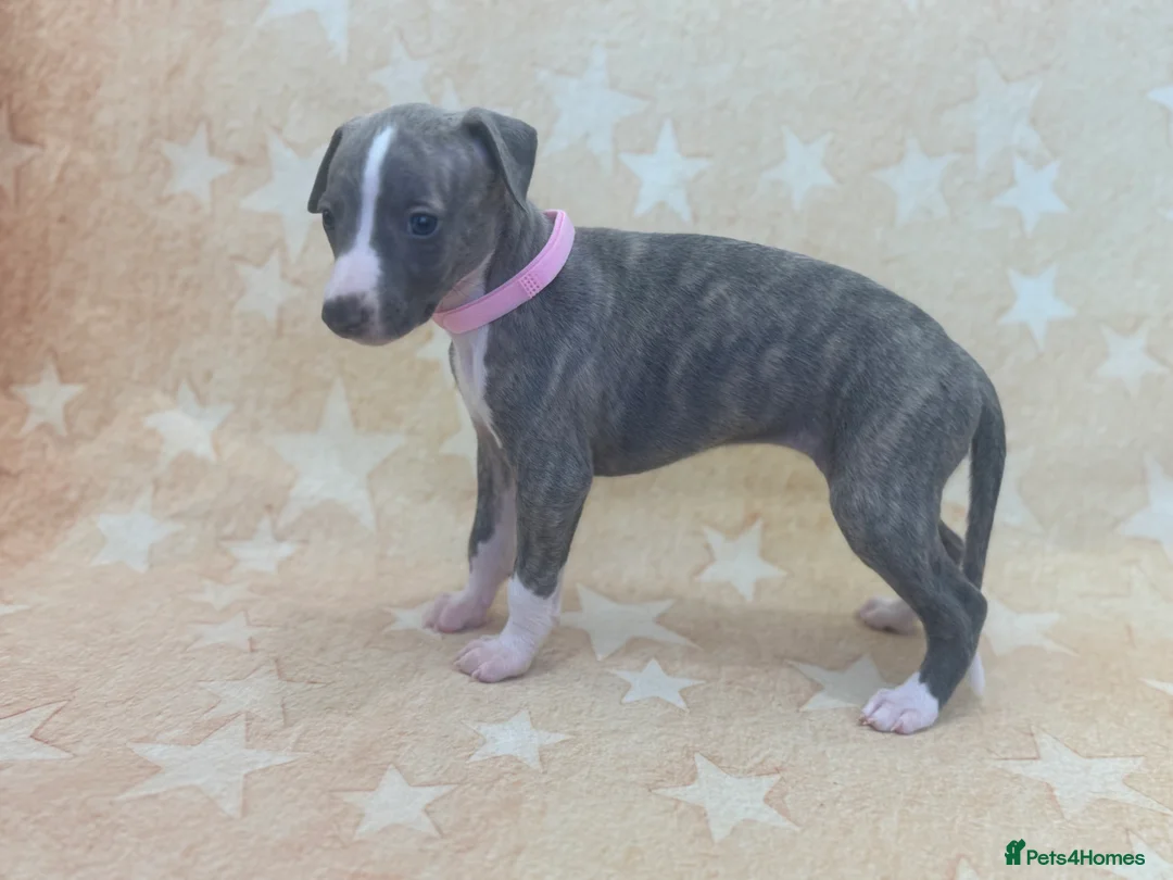 Whippet dogs for sale: Top quality KC registered Whippet pups - Advert 2