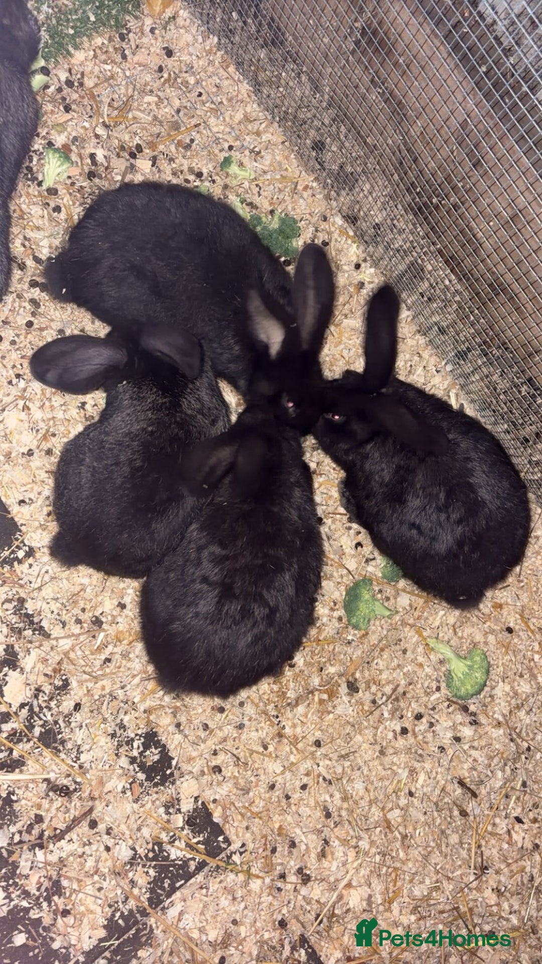 Continental Giant rabbits for sale: Continental giant babies  - Advert 4