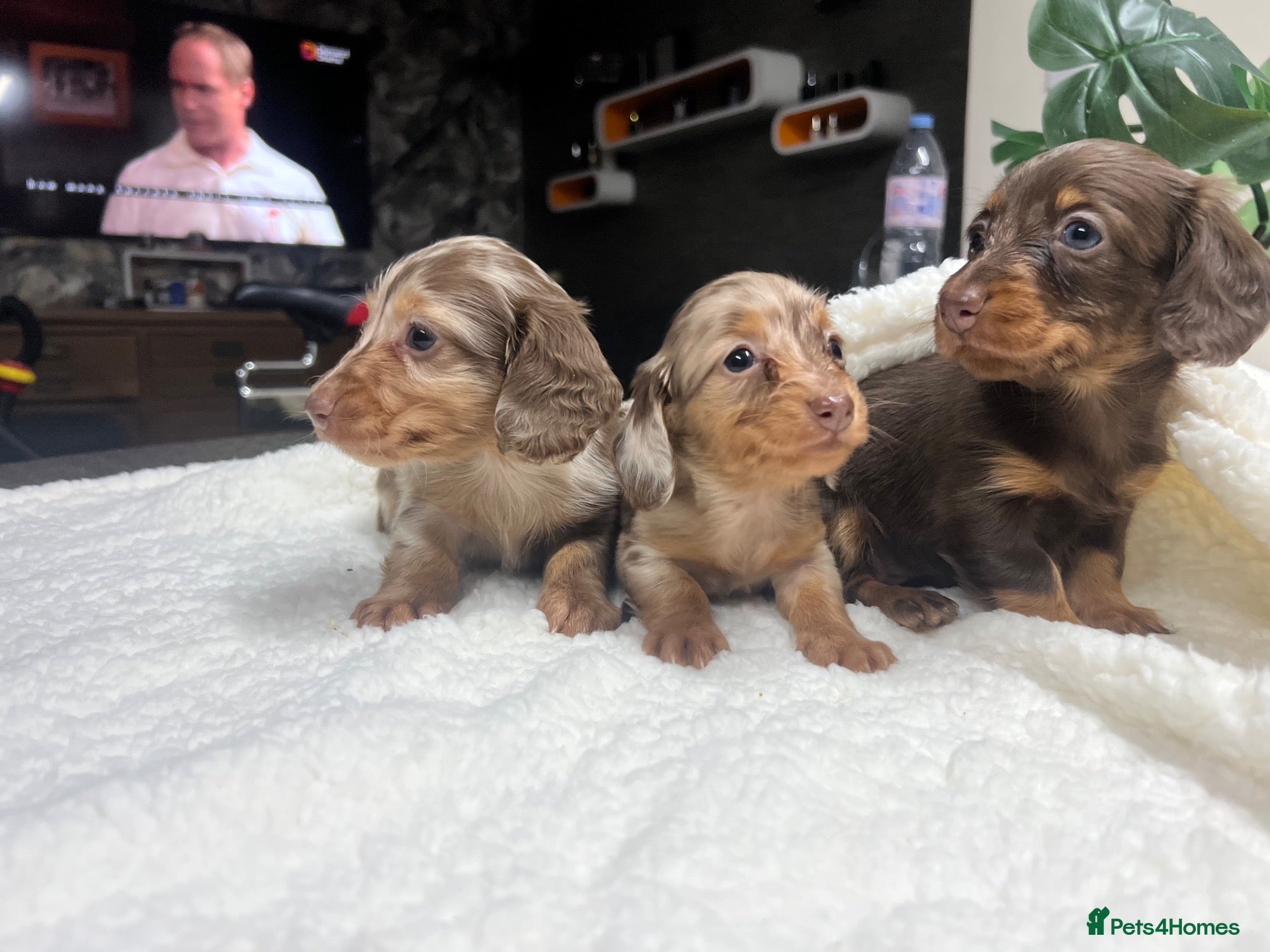 Miniature Dachshund dogs for sale: Tiny KC Longhair Dachshunds  Chocolate & Dapple - Advert 2