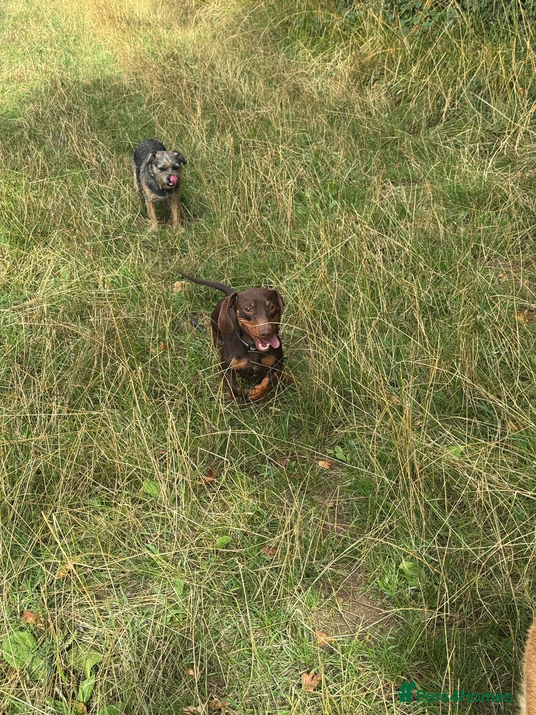 Miniature Dachshund dogs for stud: Miniature Chocolate Dachshund for stud - Image 8