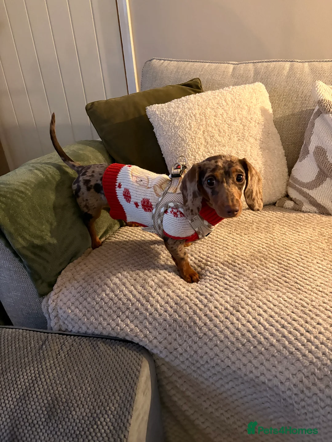 Miniature Dachshund dogs for sale: Miniature Dachshund - Isabelle dapple  in Bingley - Advert 4