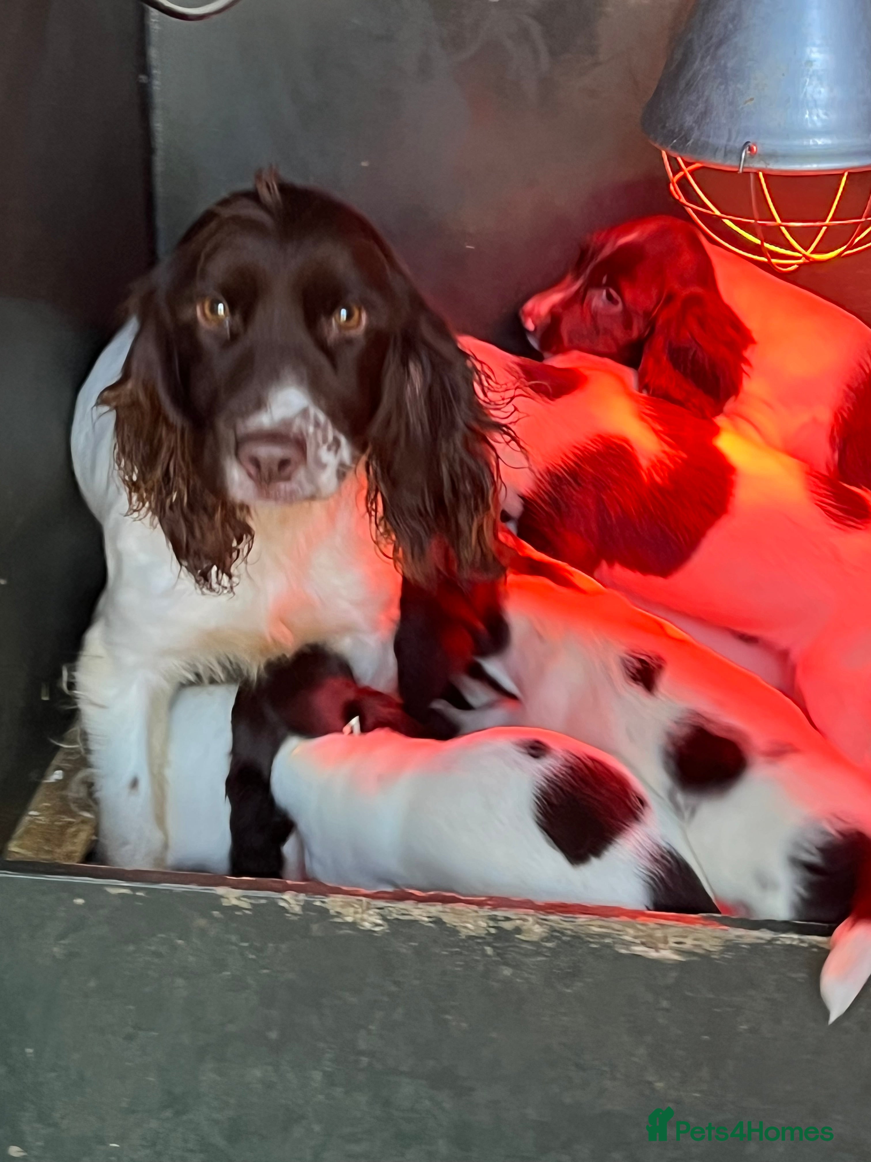 English Springer Spaniel dogs Working Springer Spaniel Bitch Pup - Advert 1