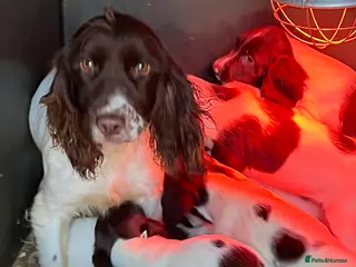 English Springer Spaniel dogs Working Springer Spaniel Bitch Pup - Advert 2