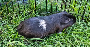 Guinea Pig rodents - Advert 11