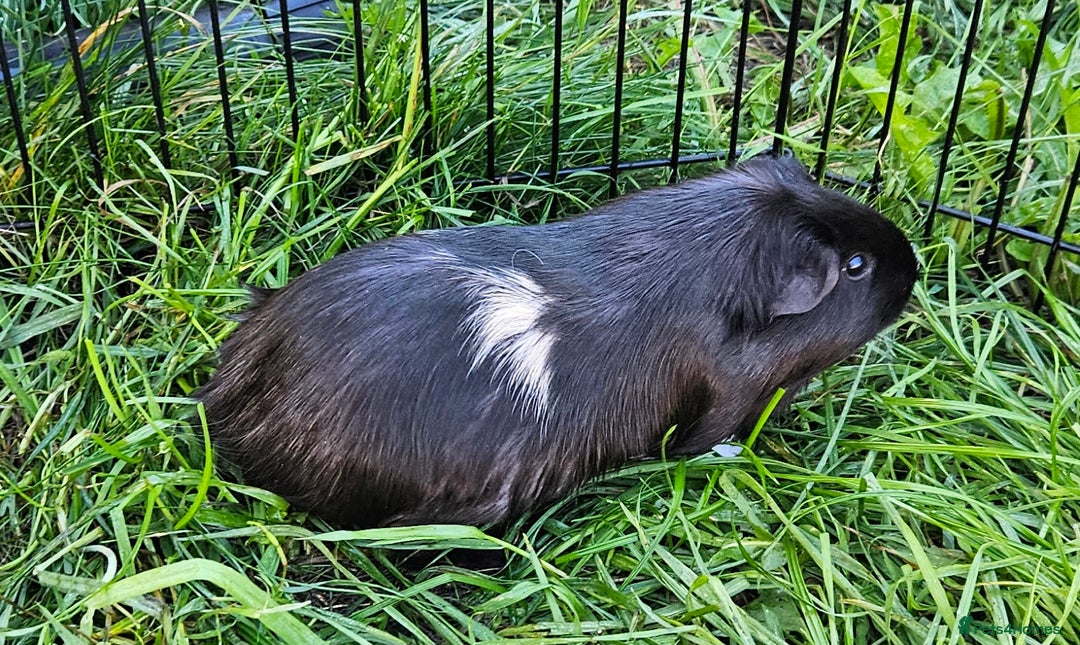 Guinea Pig rodents for sale: Guinea pigs  - Image 2