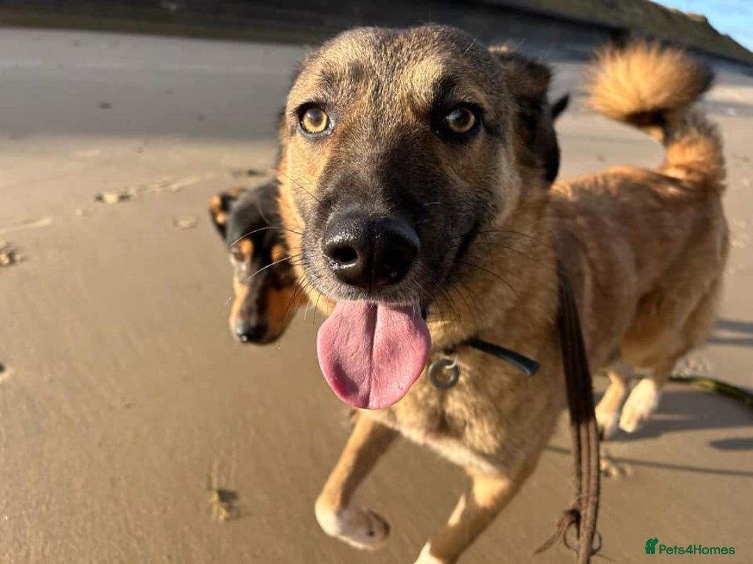 Mixed Breed dogs for adoption: Levi - Norwich Norfolk  - Image 9