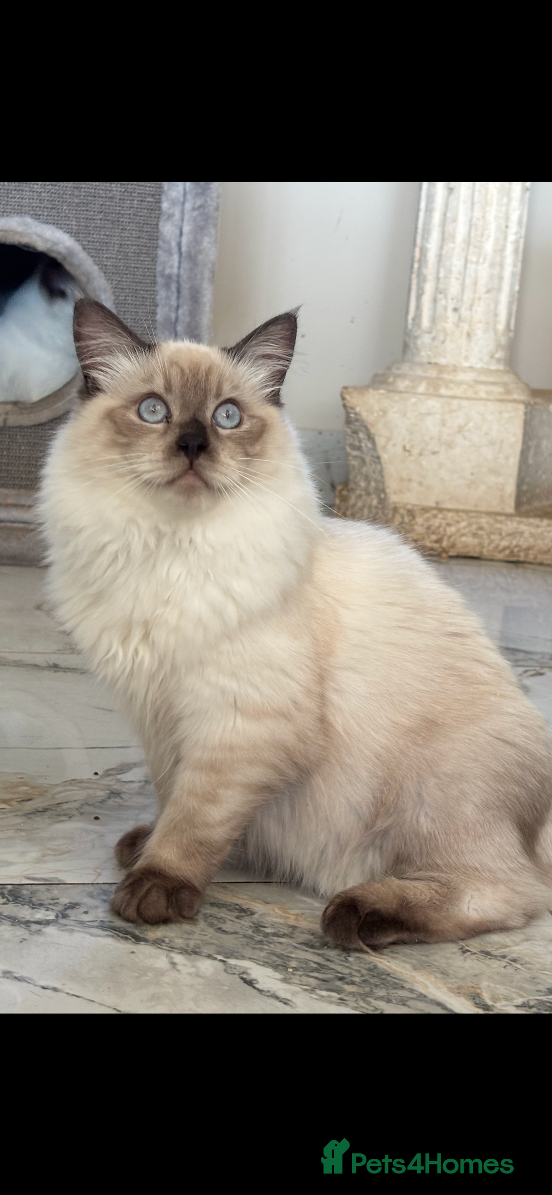 Ragdoll cats for sale: TICA DNA tested 5 Gen Pedigree  - Image 14