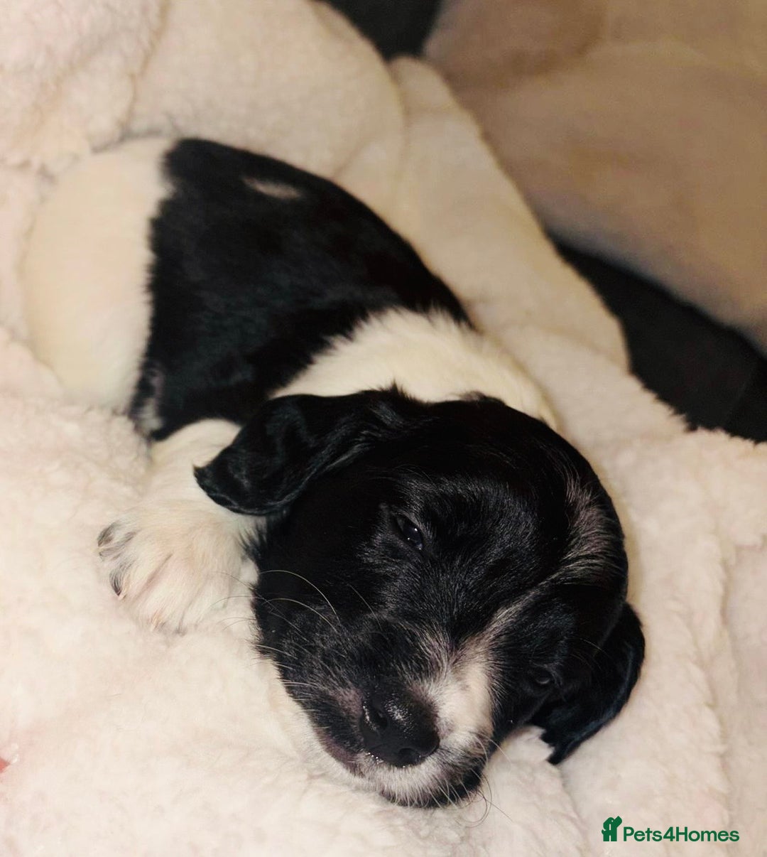 Sprollie dogs for sale: Sprollie  - Advert 7