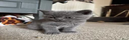 British Shorthair cats for sale: Beautiful Cobby British Blue Kittens 😍  - Advert 5