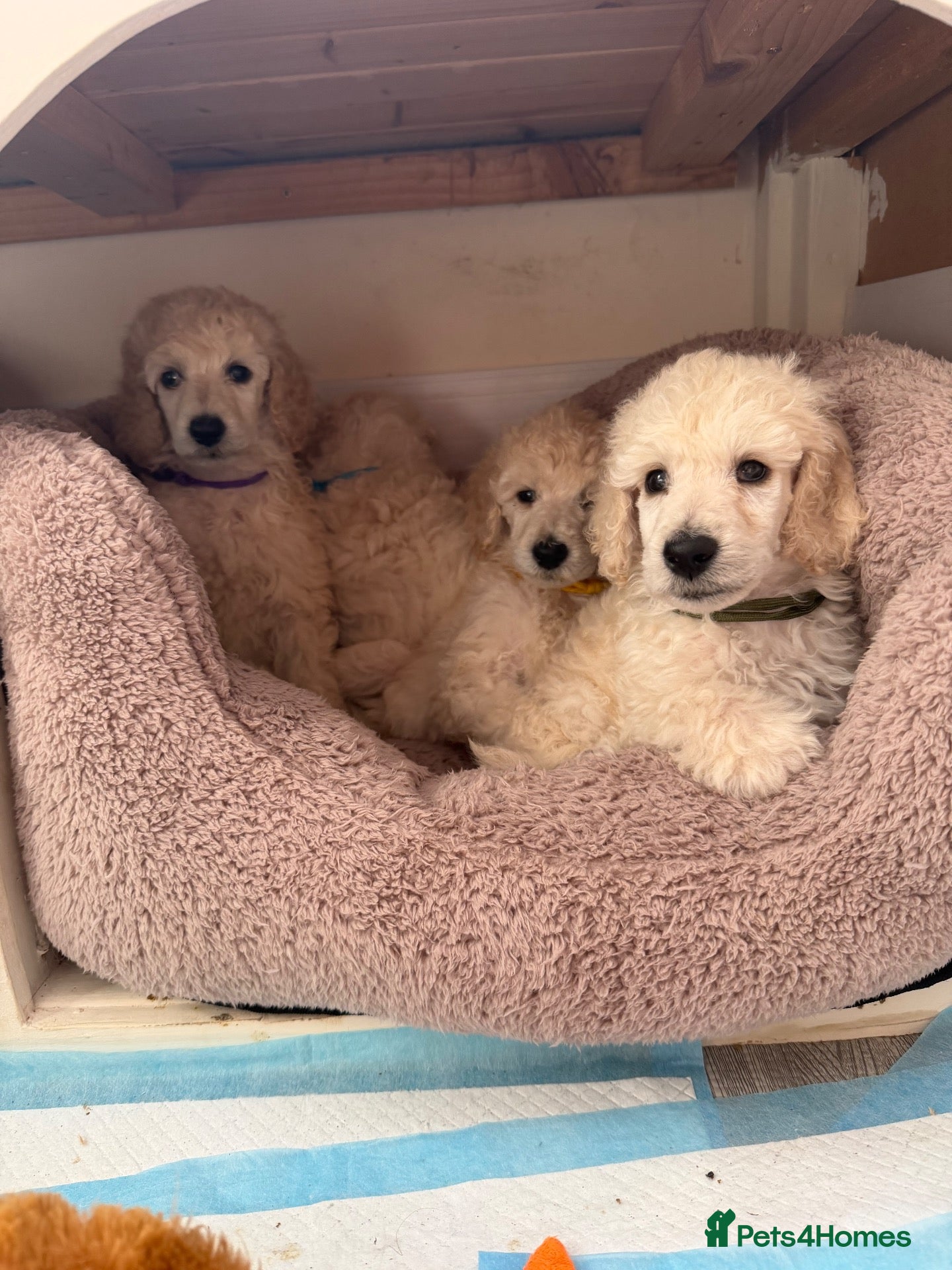 Standard Poodle dogs KC STANDARD POODLE PUPPIES - Advert 1