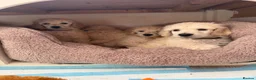 Standard Poodle dogs for sale: KC STANDARD POODLE PUPPIES - Advert 1
