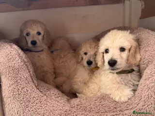 Standard Poodle dogs KC STANDARD POODLE PUPPIES - Advert 1