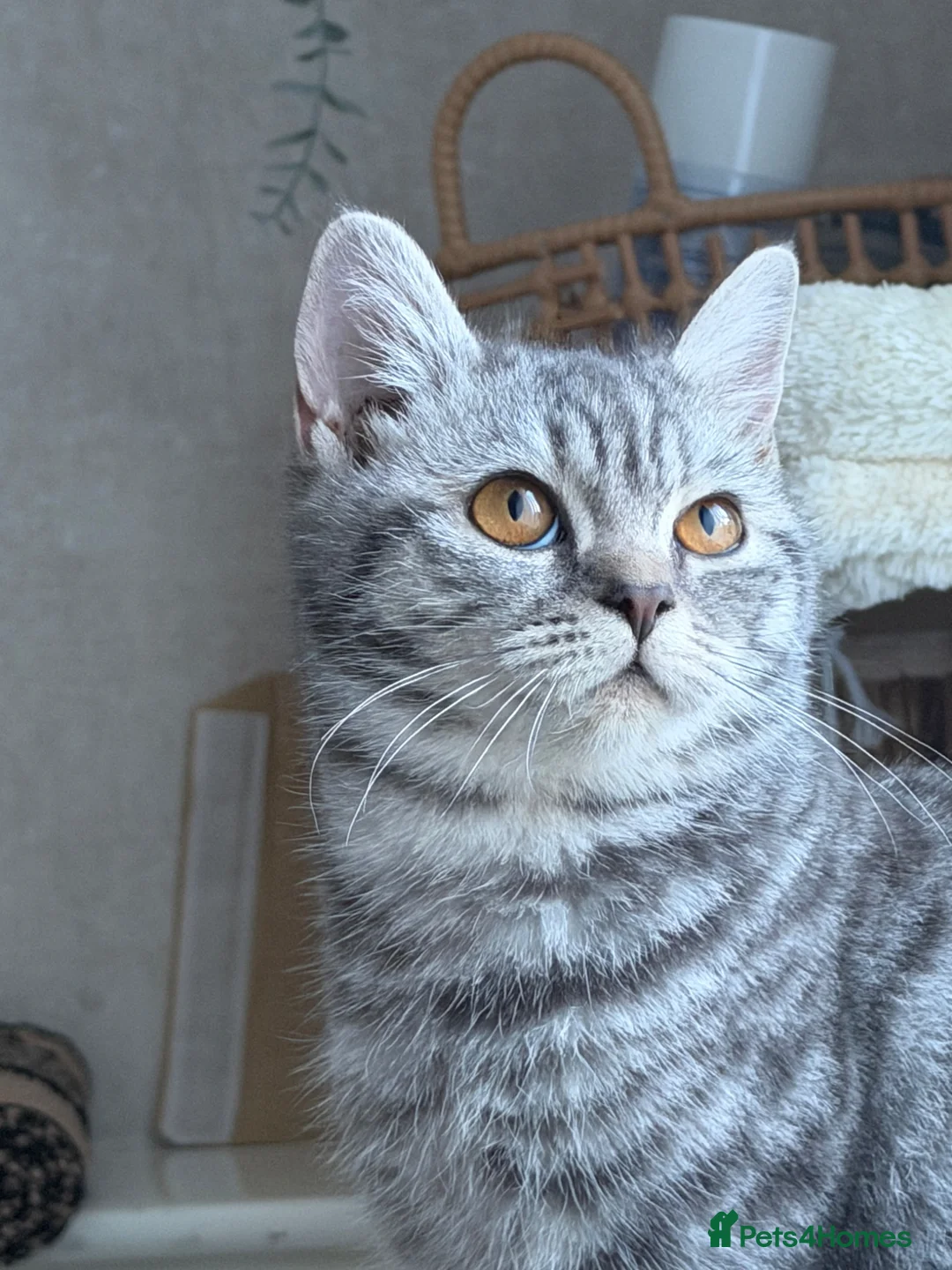 British Shorthair cats for sale: female tabby British shorthair   in Birmingham - Advert 6