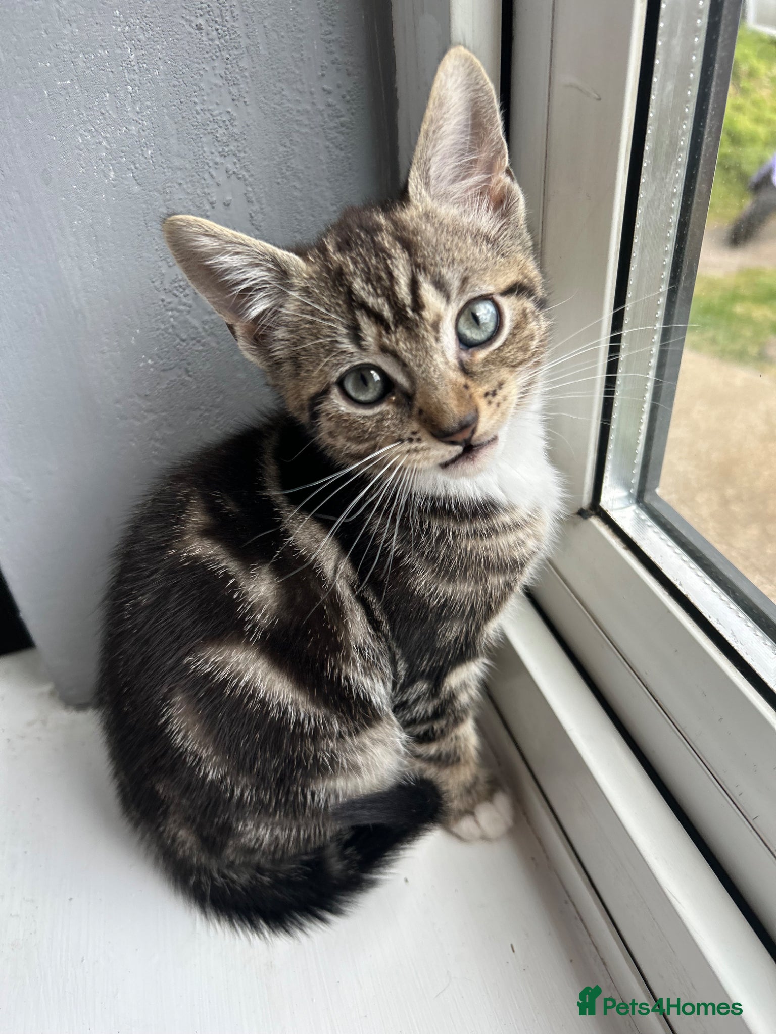 Mixed Breed cats STUNNING ABYSSINIAN X TAB URGENTLY NEEDING HOME🚨 - Advert 5