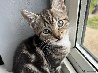 Mixed Breed cats STUNNING ABYSSINIAN X TAB URGENTLY NEEDING HOME🚨 - Advert 5