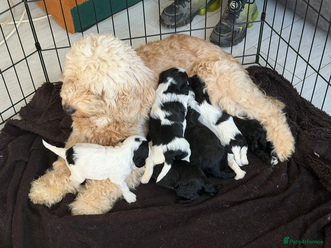 Cockapoo dogs for sale: 5 stunning cockapoo pups left ❤️ - Advert 3