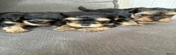 Yorkshire Terrier dogs for sale: Three stunning Yorkshire terrier puppies  - Advert 8