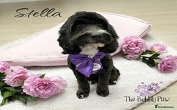 Cockapoo dogs for sale: 1 Cockapoo F1B Puppy left for sale  - Image 10