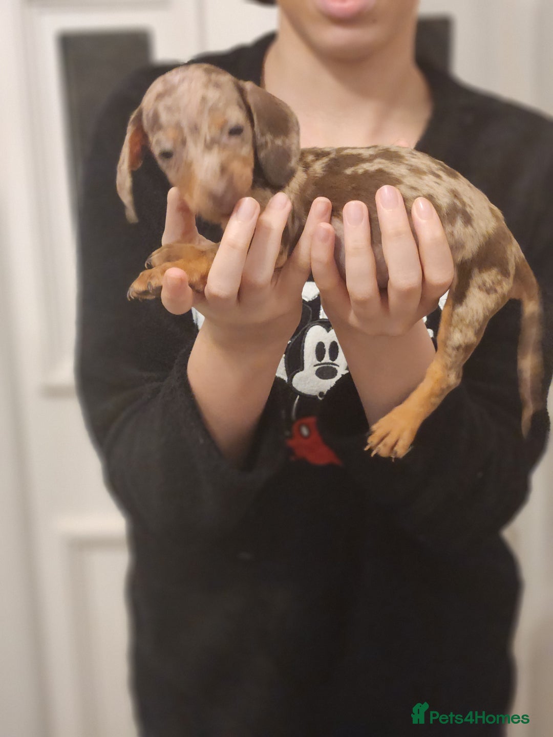 Dachshund dogs for sale: Miniture dashounds - Advert 5