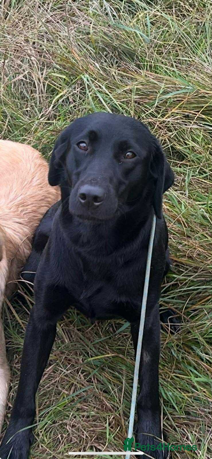 Labrador Retriever dogs Stunning KC Reg Labrador puppies - Advert 15