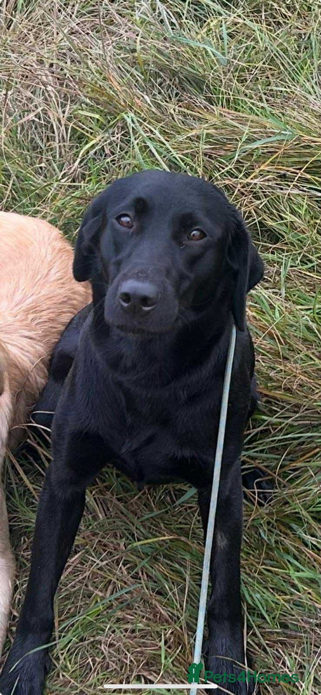 Labrador Retriever dogs for sale: Stunning KC Reg Labrador puppies - Advert 1