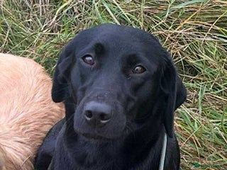 Labrador Retriever dogs Stunning KC Reg Labrador puppies - Advert 15