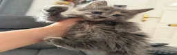 Maine Coon cats for sale: Mainecoon kittens  - Advert 14