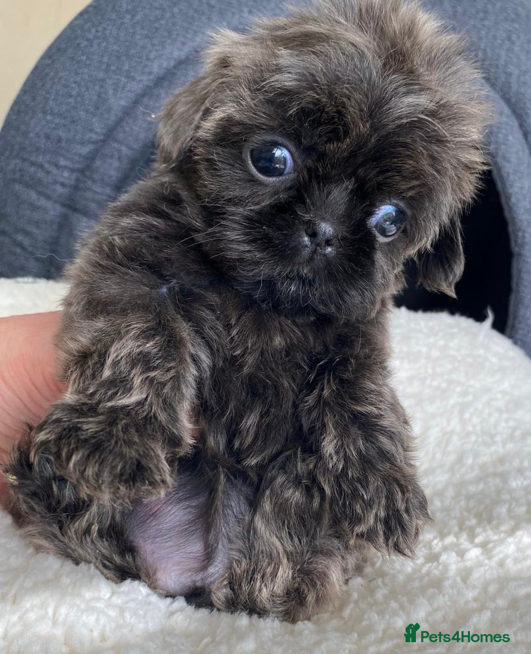 Shih Tzu dogs for sale: Gorgeous Puppies Ready Now - Image 6