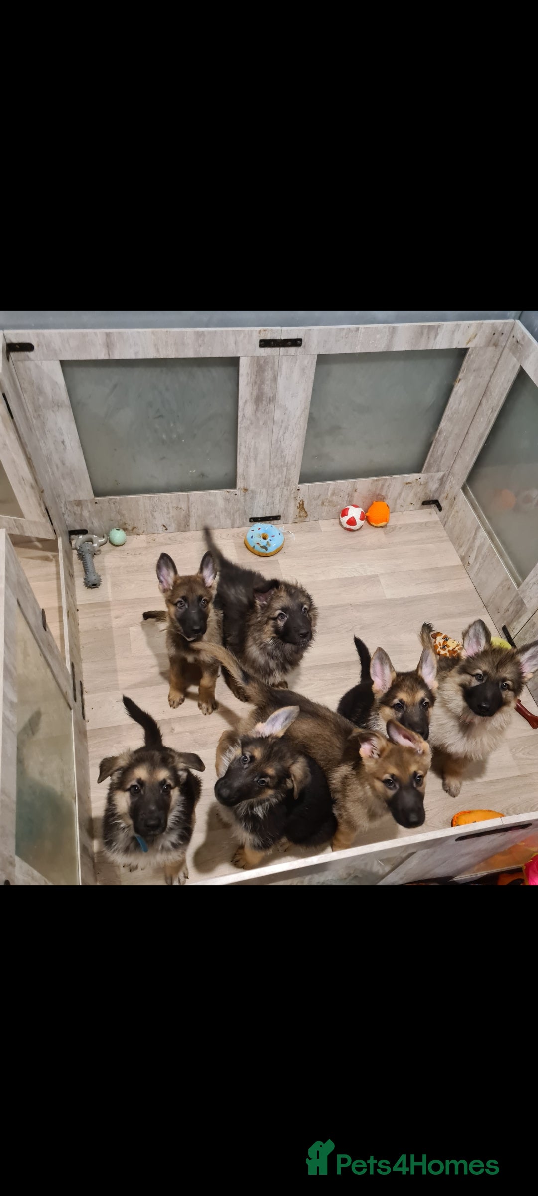 German Shepherd dogs for sale: 🐾Adorable 8-Week-Old German shepherd puppies🐾 - Image 7