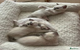 Ragdoll cats for sale: 5 Pure Ragdoll kittens - All Females -Pickup Ready - Image 3